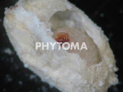 S. cerealella, R. dominica, S. granarius, S. oryzae y S. zeamais